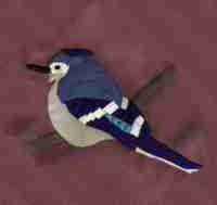 Bluejay