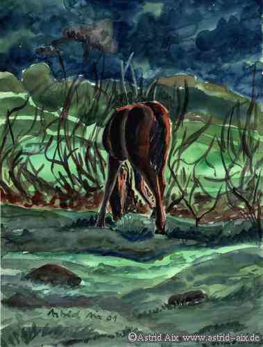 Dartmoor-Fohlen